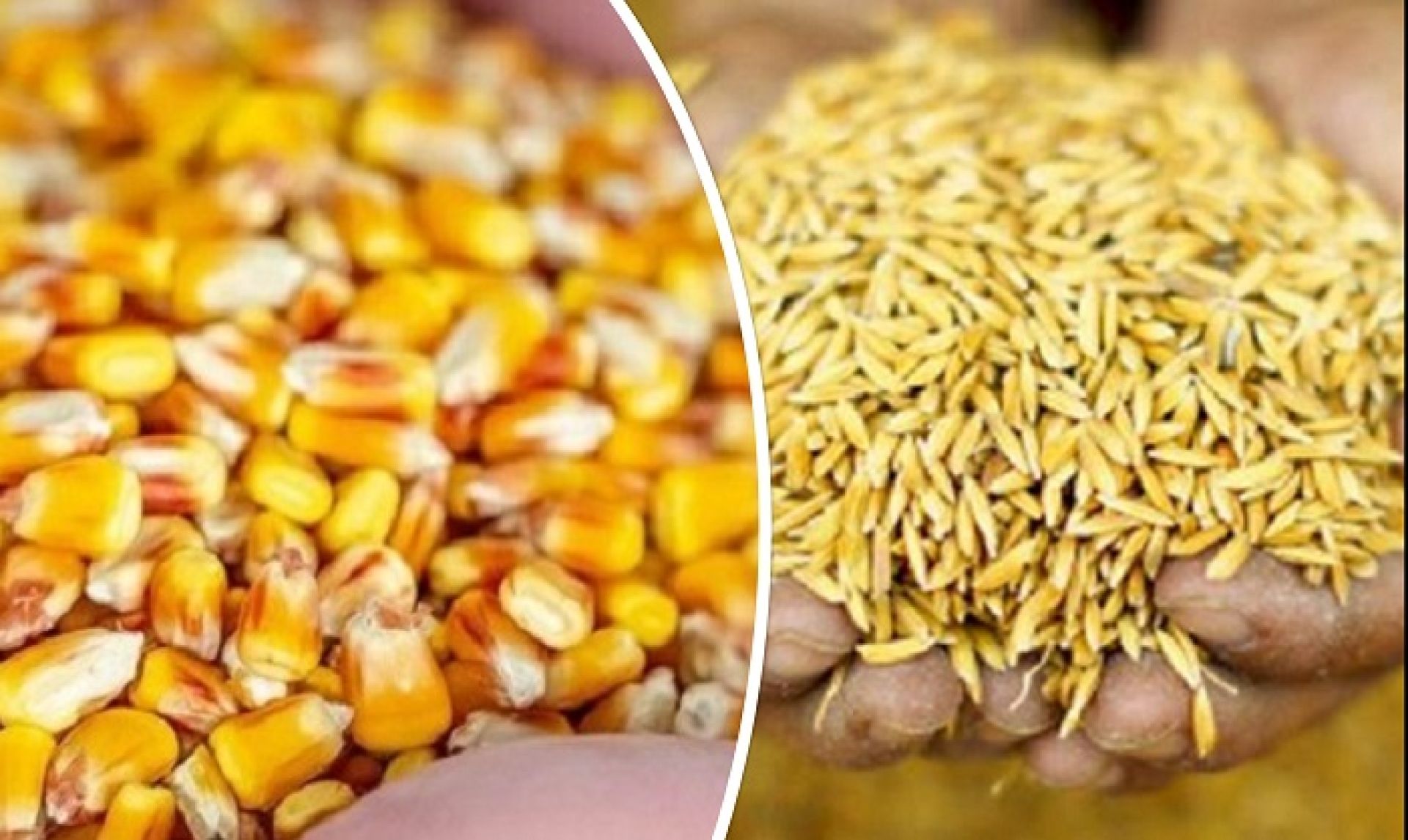 किसानले गरे मकै र धानको बीउको मूल्य निर्धारण